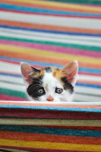 Close-up portrait of kitten in hammock