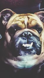 Cat sleeping on couch