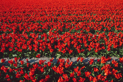Full frame shot of red flowering plants on field