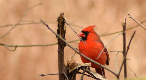 Close-up of bird perching on branch