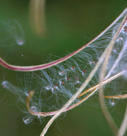 Close-up of spider web on plant