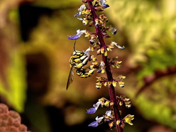 Close-up of insect on purple flowering plant