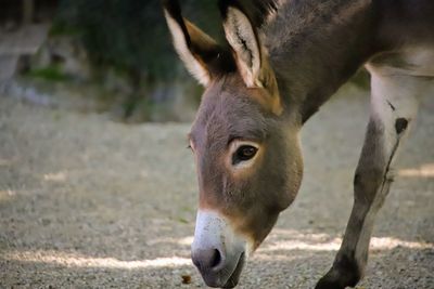 Close-up of a horse on field