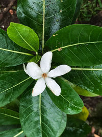 Close-up of white flower blooming outdoors