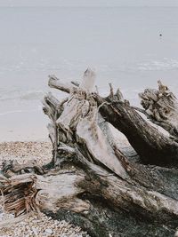 Driftwood on beach