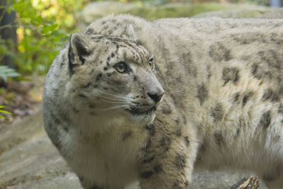 Close-up of snow leopard