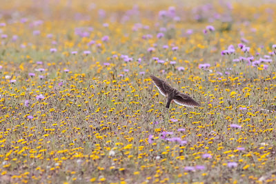 Close-up of bird in field