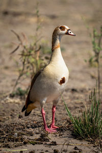 Close-up of bird perching on field