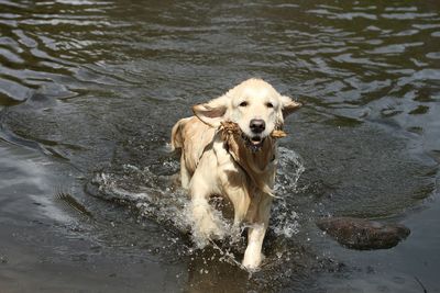 Portrait of dog in water