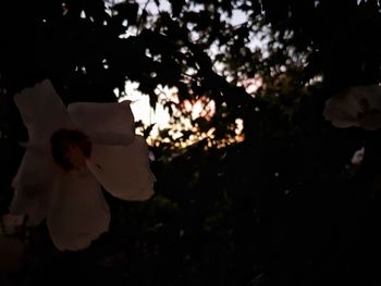 Close-up of tree at night