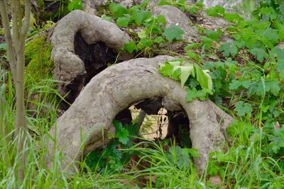 Plants growing on field