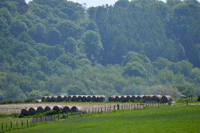 Horses grazing in a field