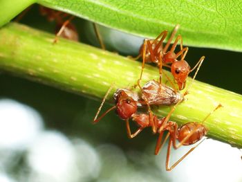 Close-up of insect on plant