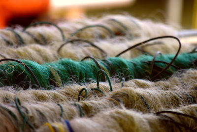 Close-up of wheat field