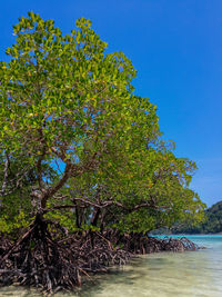 Trees by sea against clear blue sky