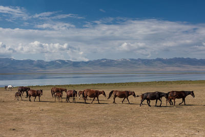 Horses on landscape against sky