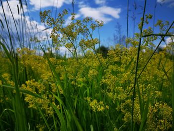 Scenic view of flowering plants and trees on field against sky