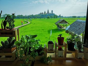 Potted plants on field by building against sky