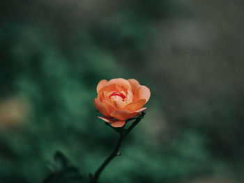 Close-up of pink rose