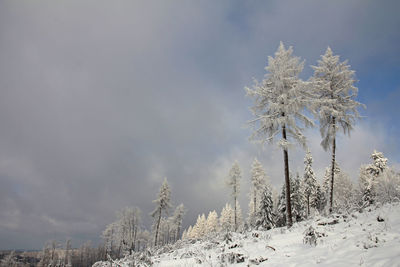 Snow covered plants against sky