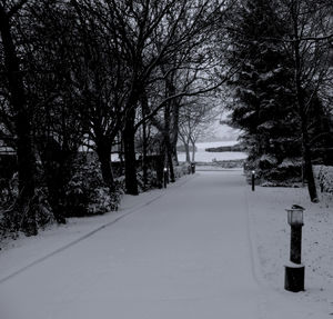 Empty road along trees