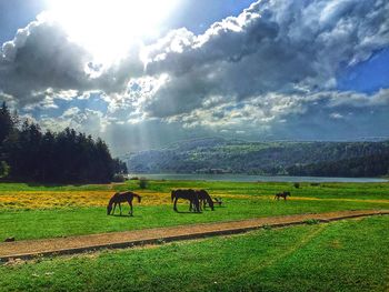 Scenic view of grassy field against cloudy sky