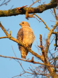 Low angle view of bird perching on branch