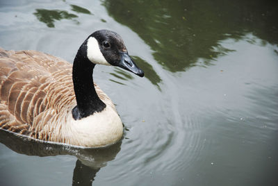 Canada goose swimming on pond