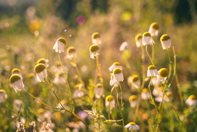 Close-up of flowering plants on field