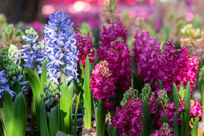 Close-up of purple flowering plants