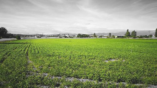 Scenic view of grassy field against sky