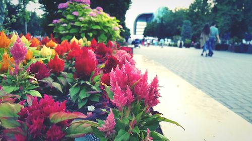 Close-up of flowers blooming outdoors