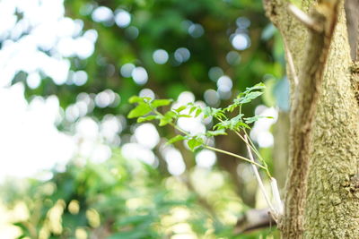 Close-up of fresh green plant