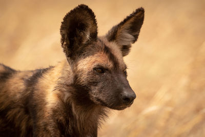 Close-up of hyena