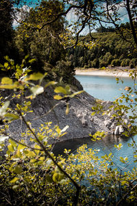 Scenic view of lake by plant