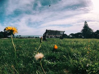 Scenic view of flower field against sky