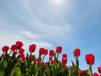 Close-up of red flowering plant against sky