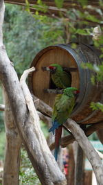 Close-up of parrot perching on tree