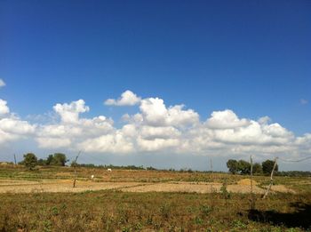 Scenic view of agricultural field against blue sky