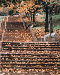 Staircase in park during autumn