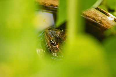 Close-up of frog on leaf