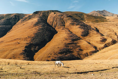 Horse is eating dried yellow grass on the hill with mountain in the background.