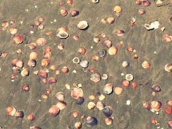 High angle view of seashells on sand at beach