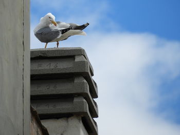 Low angle view of seagull perching on wood against sky