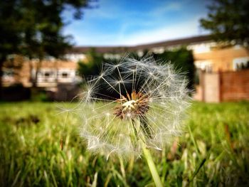 dandelion