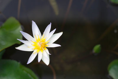 Close-up of white flowering plant
