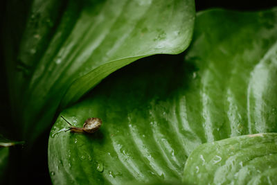 Close-up of insect on wet leaves