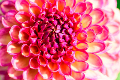 Close-up of pink dahlia