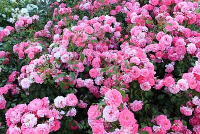 High angle view of pink flowering plants