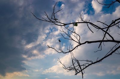 Low angle view of bare tree against sky at sunset